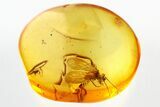 Fossil Barklouse (Psocoptera) In Baltic Amber - Great Eyes #310988-1